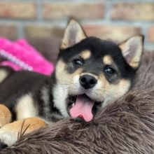 Cute Shiba Inu Puppies Seeking A New And Forever Home. Image eClassifieds4U