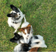 KC registered Papillon puppies available Image eClassifieds4u 2