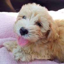 Outstanding Shihpoo Puppies Image eClassifieds4U