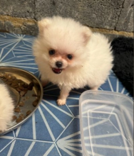 Pomeranian puppies for sale Image eClassifieds4u 2