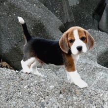Sweet Male and Female Beagle puppies for adoption. Image eClassifieds4U