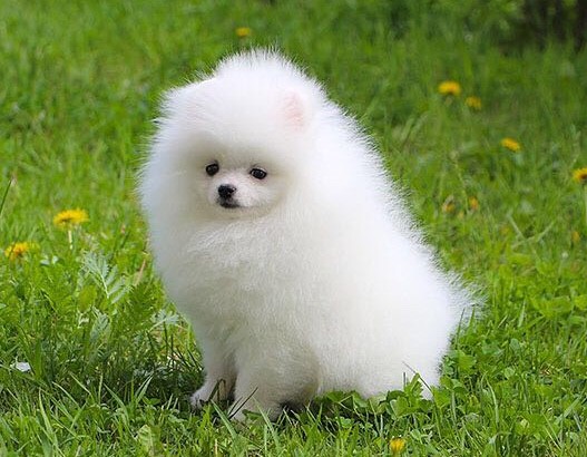 Pomeranian Puppies Available. Image eClassifieds4u