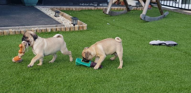 Purebred Pug Puppy for adoption Image eClassifieds4u