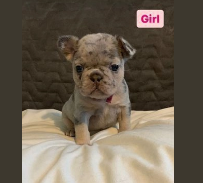 Stunning French Bulldog babies 💖💙 Image eClassifieds4u