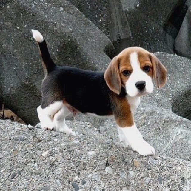 Sweet Male and Female Beagle puppies for adoption. Image eClassifieds4u