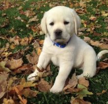 Adorable Male and Female labrador retriver Puppies Up for Adoption...