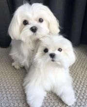 Best Quality male and female MALTESE puppies for adoption...