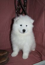 Best Quality male and female samoyedpuppies for adoption