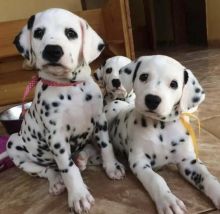 Excellence lovely Male and Female Dalmatian Puppies for adoption..[ masonthomas967@gmail.com ]