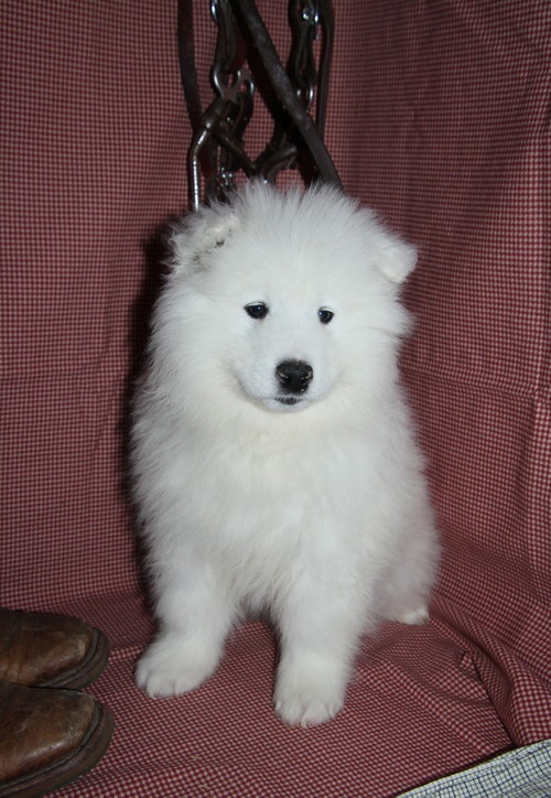 Best Quality male and female samoyedpuppies for adoption Image eClassifieds4u
