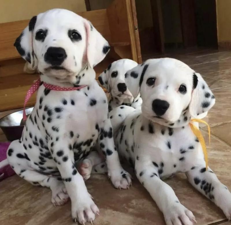 Excellence lovely Male and Female Dalmatian Puppies for adoption..[ masonthomas967@gmail.com ] Image eClassifieds4u