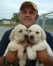 🟥🍁🟥C.K.C MALE AND FEMALE LABRADOODLE PUPPIES 🟥🍁🟥 Image eClassifieds4u 2