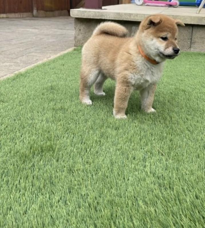 Adorable Shiba Inu Puppies available for affordable Homes❤️🐕 🔥🔥🐶🐶 Image eClassifieds4u