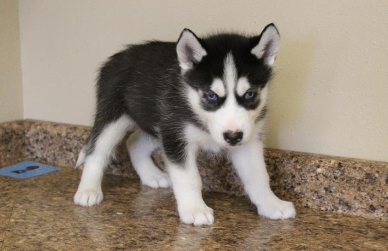 Siberian Husky puppies for adoption Image eClassifieds4u