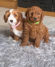 Cavapoo puppies for adoption❤️