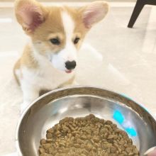 Pembroke Welsh Corgi Puppies For Adoption