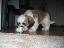 2 Shih Tzu puppies for good homes