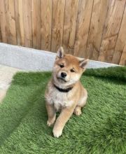 Adorable Shiba Inu Puppies available for affordable Homes