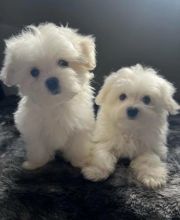 Male and Female Registered Maltese Puppies for rehoming
