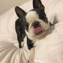 Boston Terrier puppies for adoption