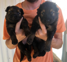 German Shepard pups for adoption