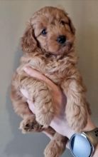 GoldenDoodle For Adoption