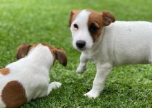 Here we have 2 beautiful Jack Russell pups
