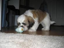 One male and one female Shih Tzu available