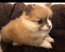 Pomeranian puppies for adoption