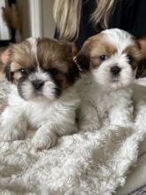 Shih Tzu male and female❤️🐕 🔥🔥🐶🐶