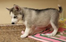 Siberian Husky puppies for adoption