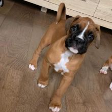 Stunning Kc Registered Boxer Puppies