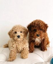 Stunning Toy Poodle Babies