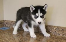 Wonderful Siberian Husky puppies for adoption