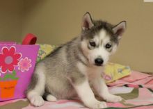 Wonderful Siberian Husky puppies for adoption