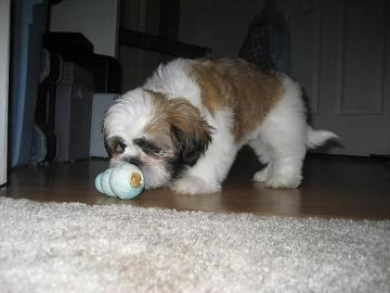 1 male and 1 female Shih tzu pups Image eClassifieds4u