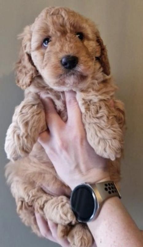 Golden Doodle For Adoption Image eClassifieds4u