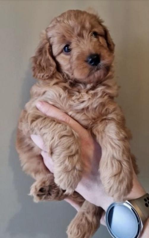 Golden Doodle For Adoption Image eClassifieds4u