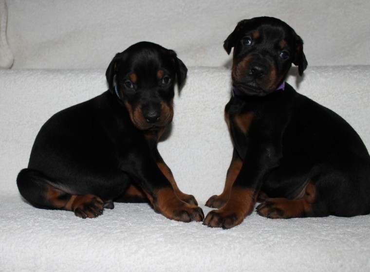 Here we have 2 beautiful Doberman pups Image eClassifieds4u
