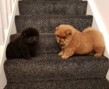Chow Chows Looking For Their New Families Image eClassifieds4U