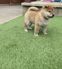 Adorable Shiba Inu Puppies available for affordable Homes Image eClassifieds4U