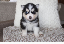 Pomsky Puppies for adoption🔥🔥🐶🐶 Image eClassifieds4u 2