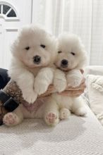 Potty trained Samoyed puppies available for adoption❤️🐕 🔥🔥🐶🐶 Image eClassifieds4U