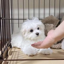 Amazing Maltese puppies