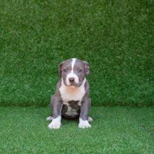 BLUENOOSE PIT BULL PUPPIES FOR ADOPTION(alishaken91@gmail.com)