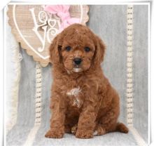 Cavapoo Puppies For Adoption (alishaken896@gmail.com)