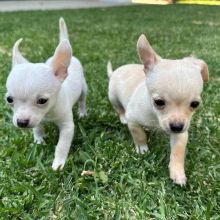 CHIHUAHUA PUPPIES AVAILABLE [gracecatlin6@gmail.com ]