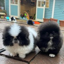 Pekingese puppies for Adoption(carolinasantos11234@gmail.com)