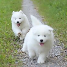 Samoyed puppies looking for a loving home(emilyrose0081@gmail.com)