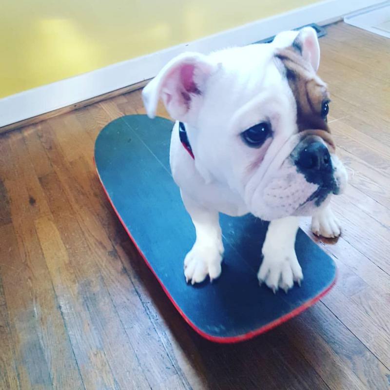 English bull dog puppies for good re homing to interested homes. Image eClassifieds4u